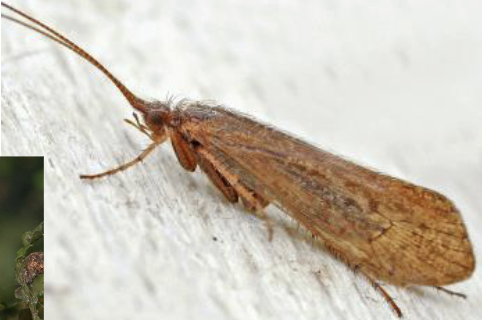 <p>caddisflies</p><ul><li><p>hairy wings, not scales</p></li><li><p>held tent like</p></li><li><p>no proboscis&nbsp;</p></li></ul><p></p>