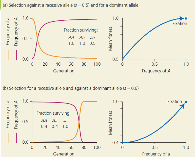 <p>negative selection on DOMINANT phenotypes</p>