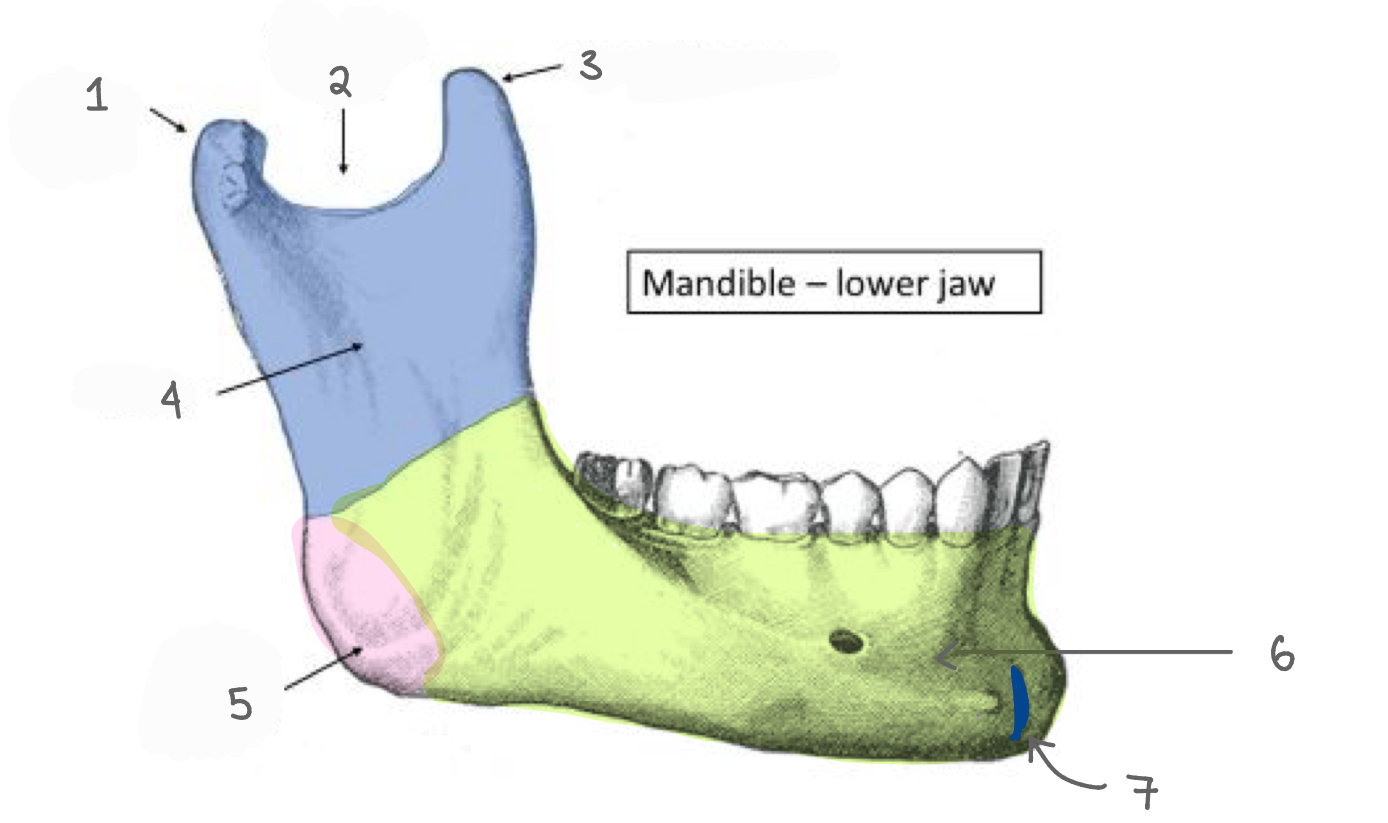 <p>label the parts of the mandible</p>