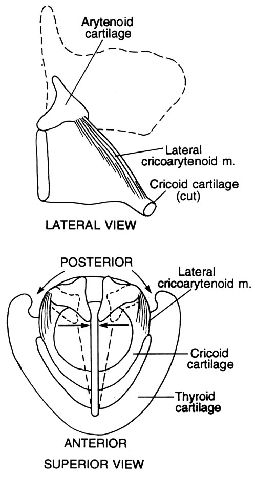 <p>origin: upper border of anterolateral arch of cricoid</p><p>course: superior and posterior</p><p>insert: muscular process and anterior surface of arytenoid</p><p>action: moves muscular process forward, inward/downward</p><p>impact on vocal folds: resulting in rotate vocal process, towards midline (adducting), possibly lengthen, increases medial compression</p>