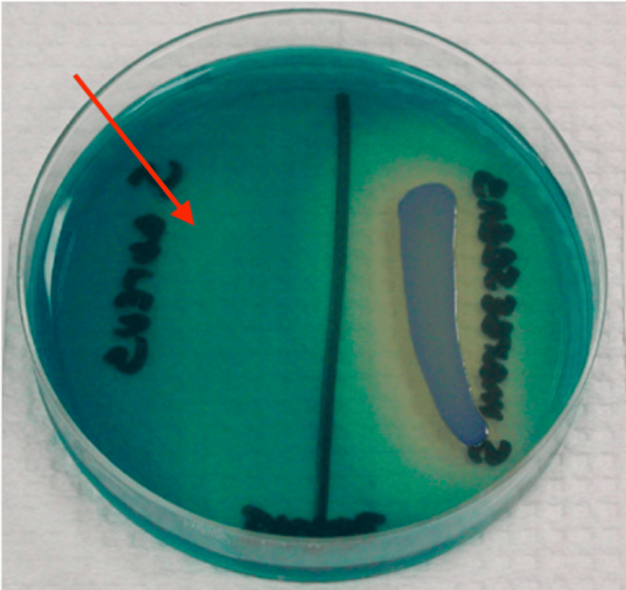 <p>Staphylococcus epidermidis</p><p>or</p><p>Staphylococcus xylosus</p>