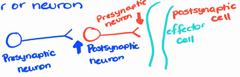 <p><span style="font-family: Arial, sans-serif"><strong>neuron to muscle cell</strong></span></p>