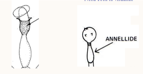 <ul><li><p><span><span>Phialide: flared collarette</span></span></p></li><li><p><span><span>Annellide: tapered collarette with growth rings; need 100x to visualize</span></span></p></li></ul><p></p>