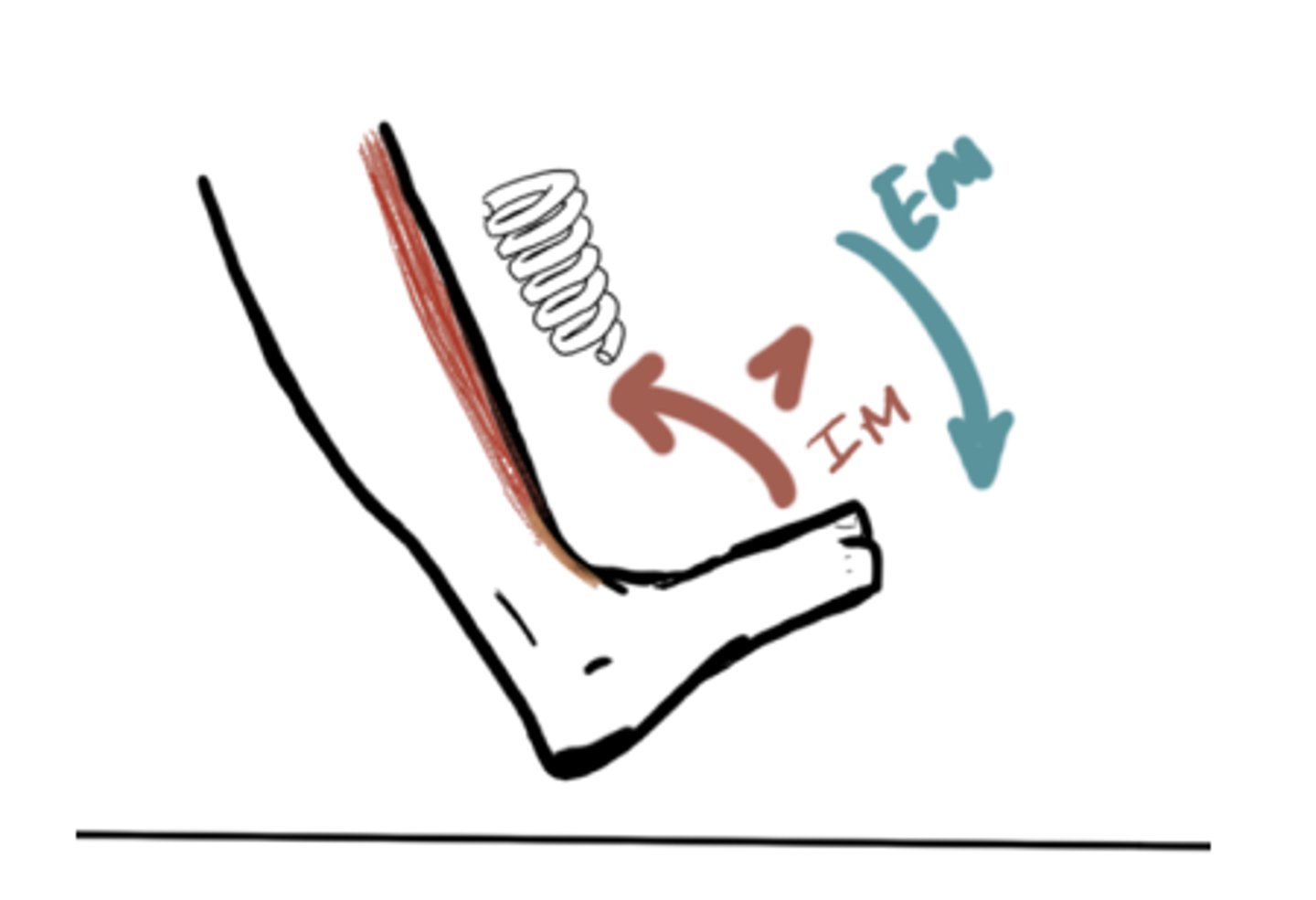 <p>IM: Dorsiflexion (Tibialis anterior)</p><p>EM: Plantarflexion moment</p><p>IM&gt;EM (concentric)</p><p>20° Dorsiflexion</p>