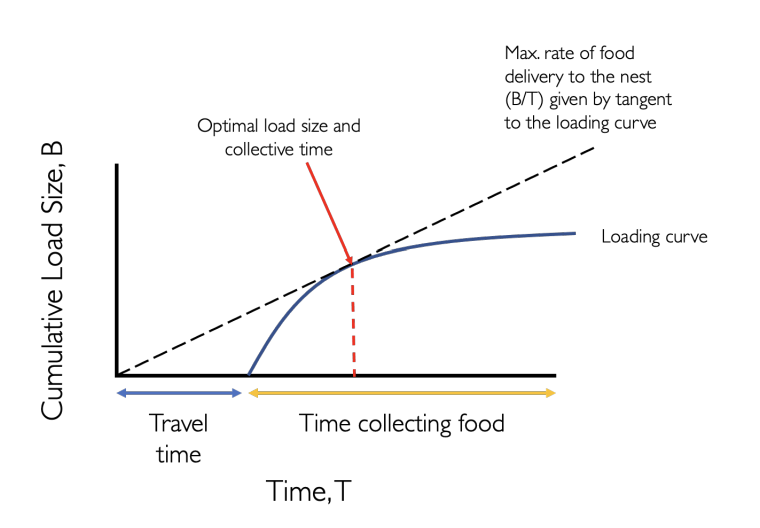<p>The Max load size is lower than the optimal load size:</p><ul><li><p>This is because you need to factor in the time to get there/ spent collecting</p></li></ul><ul><li><p>By collecting a little less food, you can make more trips coz it takes you less time to do so</p></li></ul><p></p>