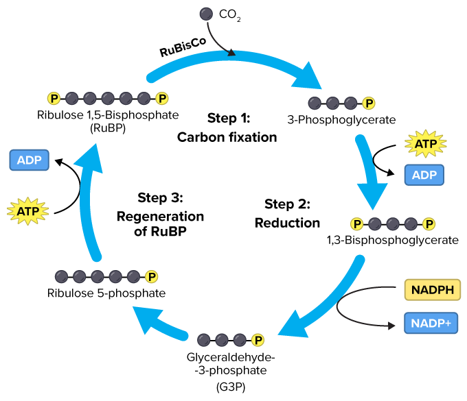 * 3-phosphoglycerate was made first with some of the carboxyl carbon radioactively labeled
* CO2 condenses with a five-carbon acceptor, ribulose 1,5-bisphosphate, to form two molecules of 3-phosphoglycerate
  * A total of six molecules of 3-phosphoglycerate are formed