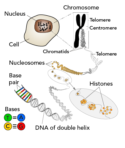 <p>Sources of DNA Extraction</p>