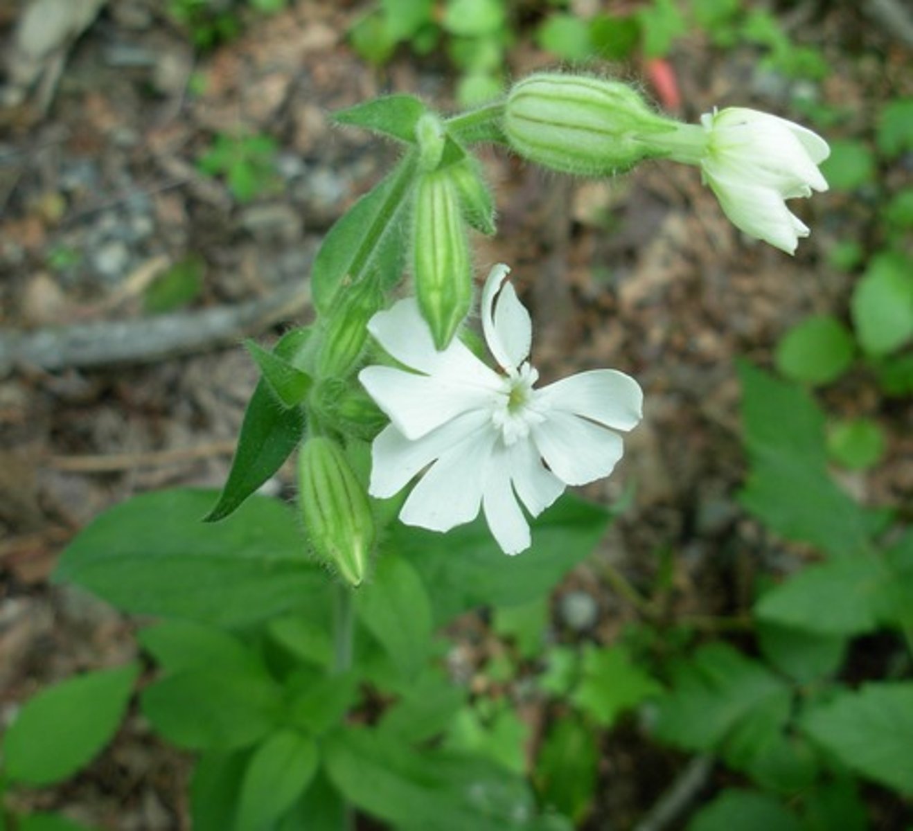 <p>Silene latifolia</p>