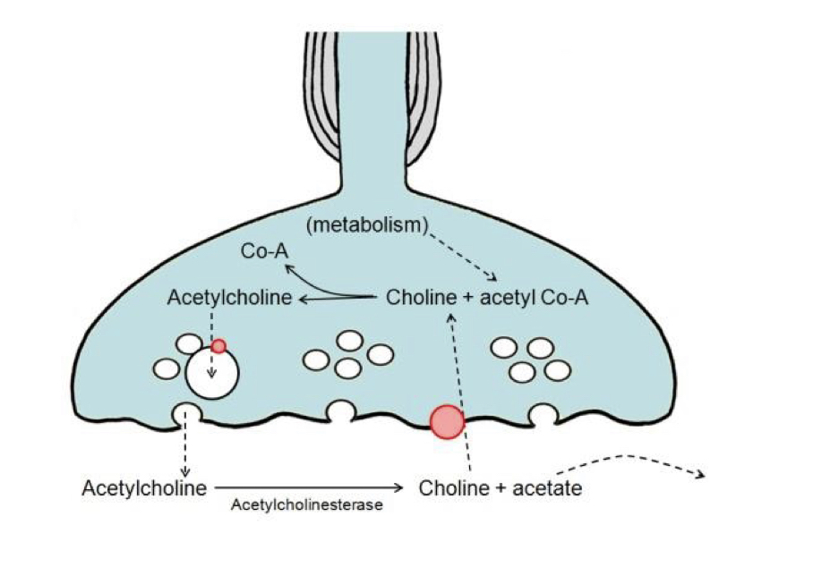 <p>ACh break down by acetylcholinesterase, new vehicles made by endocytosis, transporters fill them with newly synthesised ACh, Ca2+ is actively pumped out of the terminal of the nerve.</p>