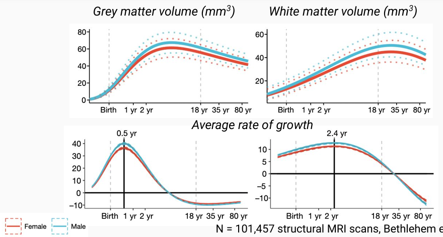 <p>Grey matter grows most ~1 yr, white ~2yr</p><p>maxima see image</p><ul><li><p>maximum white matter around our age, 18! according to prof, but clearly its greater than that according to the graph lol, but close enough ig</p></li></ul><p></p><p>idk not important</p>