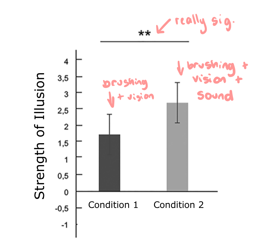 <ul><li><p>2 conditions: (1) hand brushing with no sound of brushing, (2) hand brushing with sound of brushing</p></li><li><p>found that illusion strengthened with sound of paintbrush</p></li></ul><p></p>