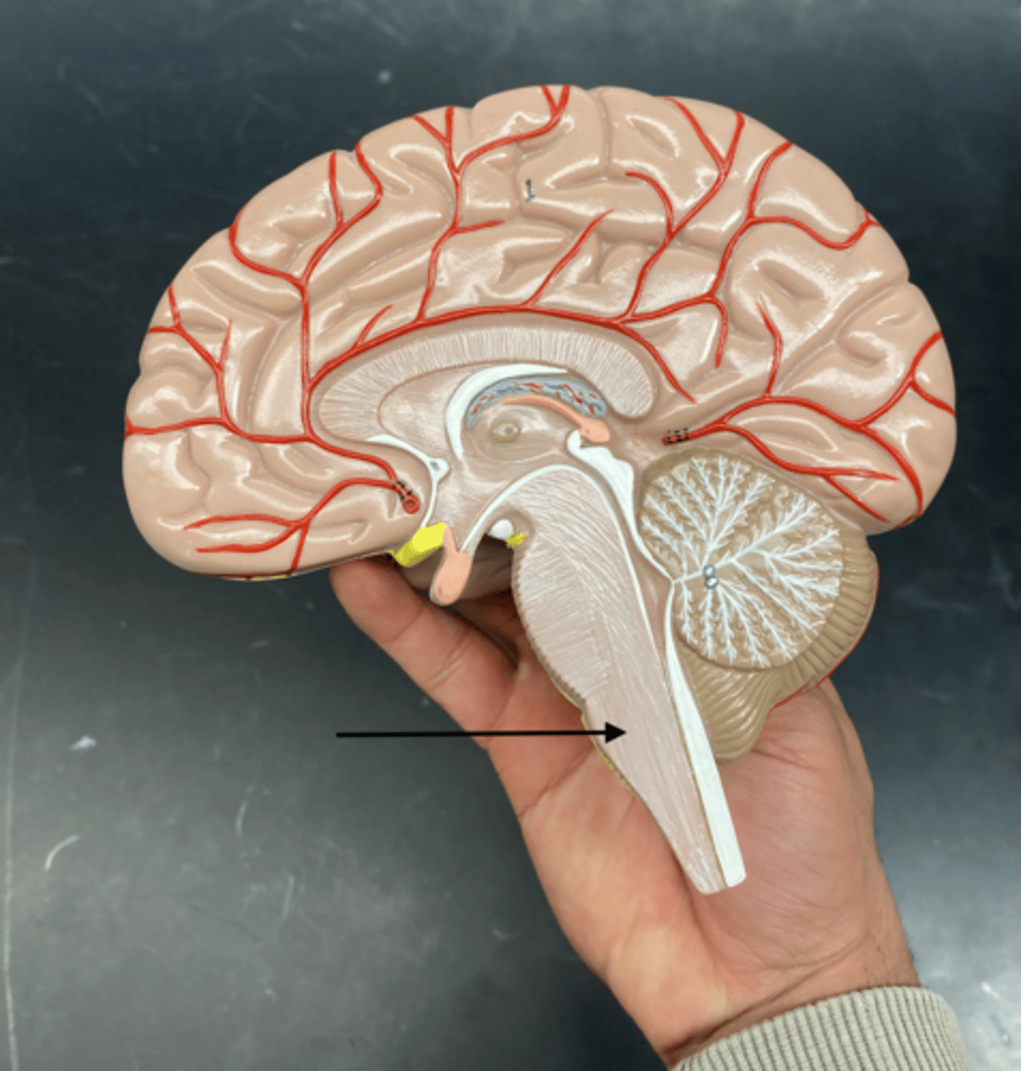 <p>is the lowest part of the brainstem that controls vital involuntary functions like breathing, heart rate, and blood pressure.</p>