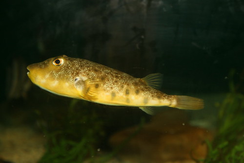 <p>Northern Pufferfish</p>