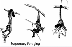 name the feeding posture:

\
with a prehensile tail → hang from it and use your limbs for feeding; without a prehensile tail works too, but you have to give up one of your limbs