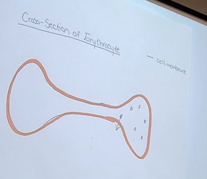 <ol><li><p>Large surface area relative to volume</p><ul><li><p>Oxygen has to cross the membrane</p></li><li><p>Gives more space for oxygen to cress</p></li></ul></li><li><p>Flattened disc-shape</p><ul><li><p>Oxygen closer to the membrane to leave</p></li></ul></li><li><p>Anaerobic mechanism of energy production by RBC</p><ul><li><p>RBCs use glycolysis </p></li><li><p>Do not use any of the oxygen they carry</p></li></ul></li></ol><p></p>