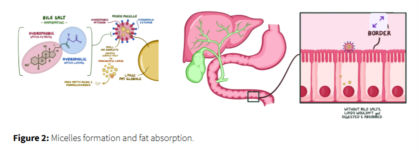 <ol start="4"><li><p>absorption into enterocytes</p></li></ol><p></p>