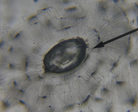 <p>what kind of tissue is this and where is the arrow pointing to</p>
