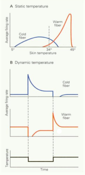 warmte en koude detectoren. 