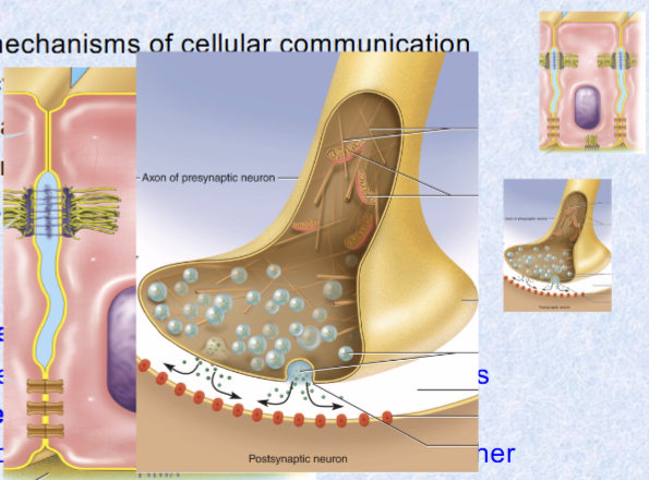 <p>Gap junctions: tiny channels</p><p>Neurotransmitters: across synaptic cleft</p><p>Paracrine (local) hormones: secreted into tissue fluids, affect NEARBY cells</p><p>Hormones (far away): chemical messengers travel via blood to other tissues and organs</p>