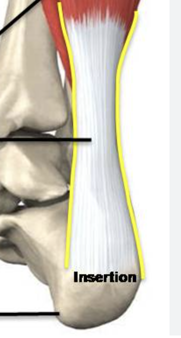 <p>calcaneal (achilles) tendon</p>