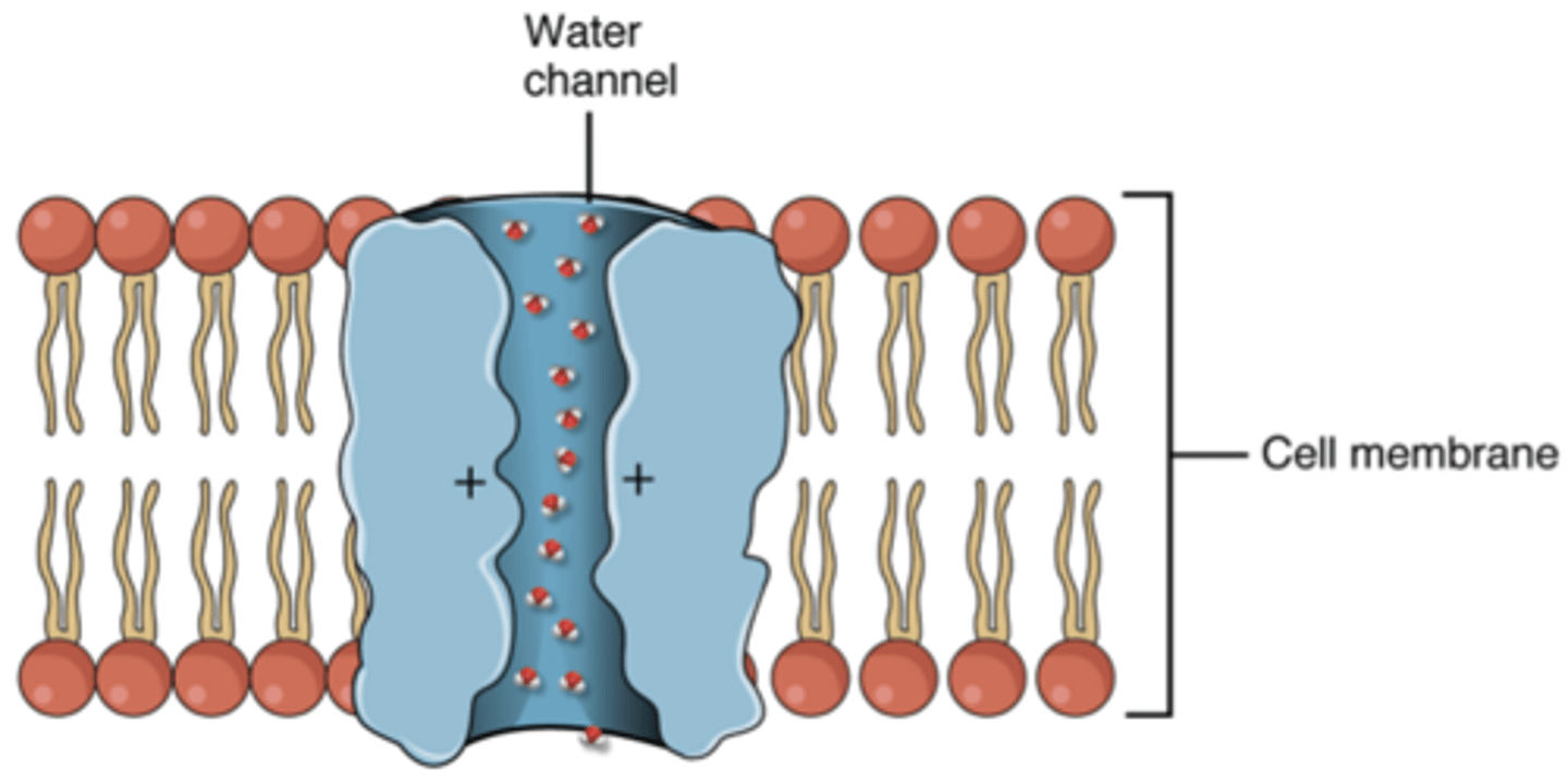 <p>channel proteins that facilitate the passage of water</p>