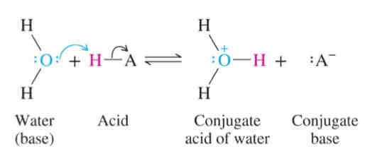 <p>Proton acceptor </p>