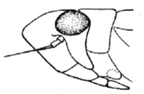 <p>Which mouth orientation is this?</p>