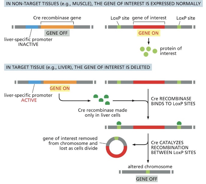 <p>a gene can be selectively disabled in a particular target tissue</p>