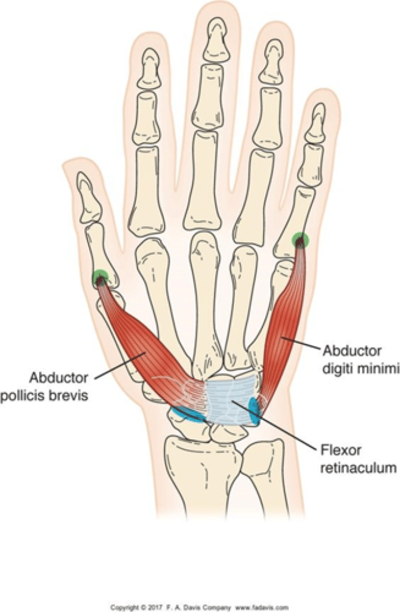 <p>▪O: Scaphoid, trapezium, and flexor retinaculum</p><p>▪I: Proximal phalanx of thumb</p><p>▪A: Abducts the thumb</p><p>▪N: Median nerve</p>