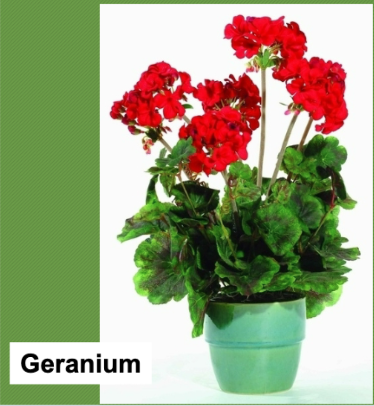 <p>flower ensures fertilization of the ovule and development of fruit for seed dispersal, vascular </p>