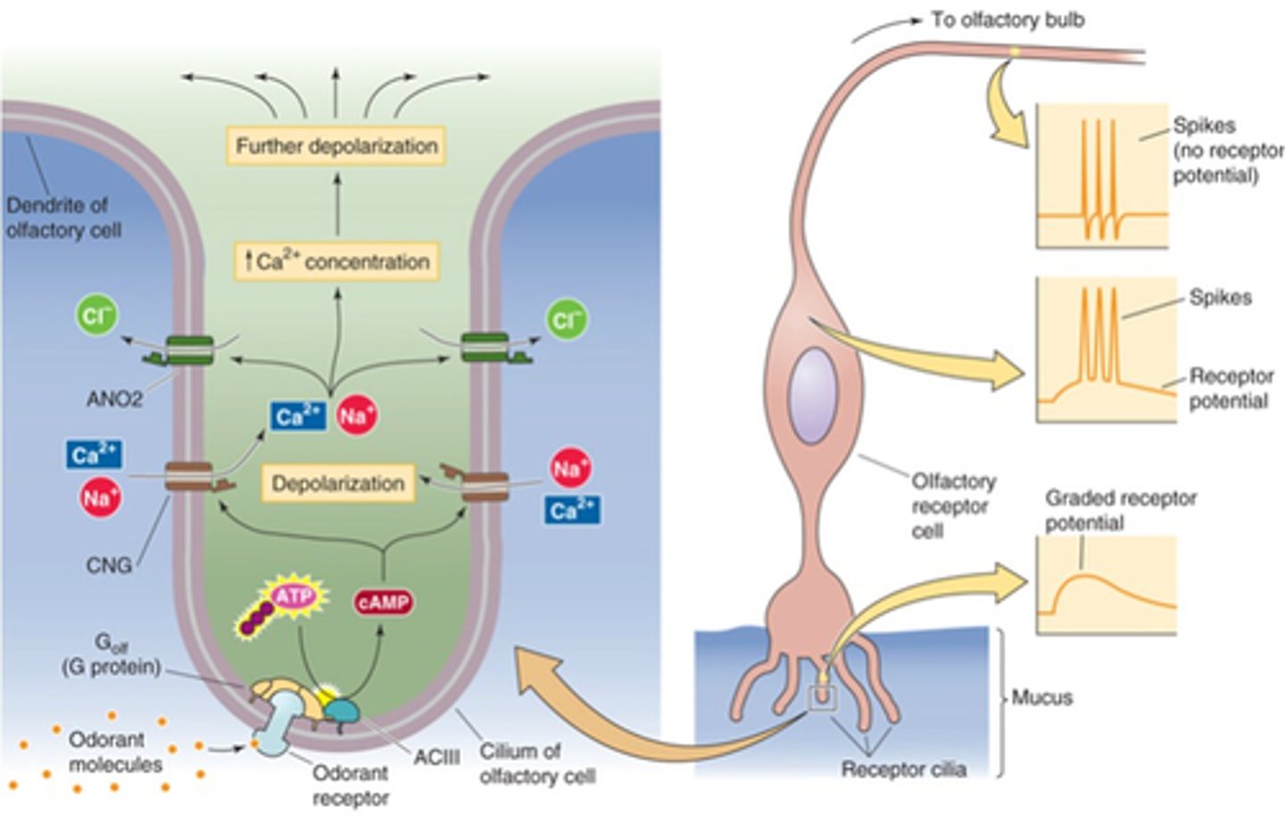 <p>Which broad category of neuron would the olfactory receptor cell fall into?</p>