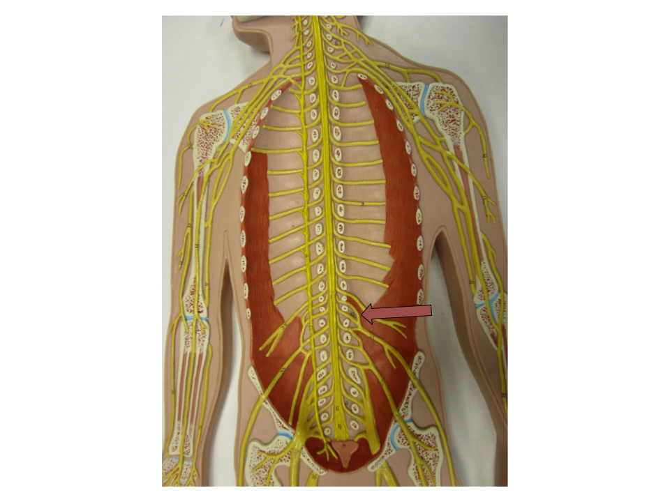 <p>what nerve group is this</p>