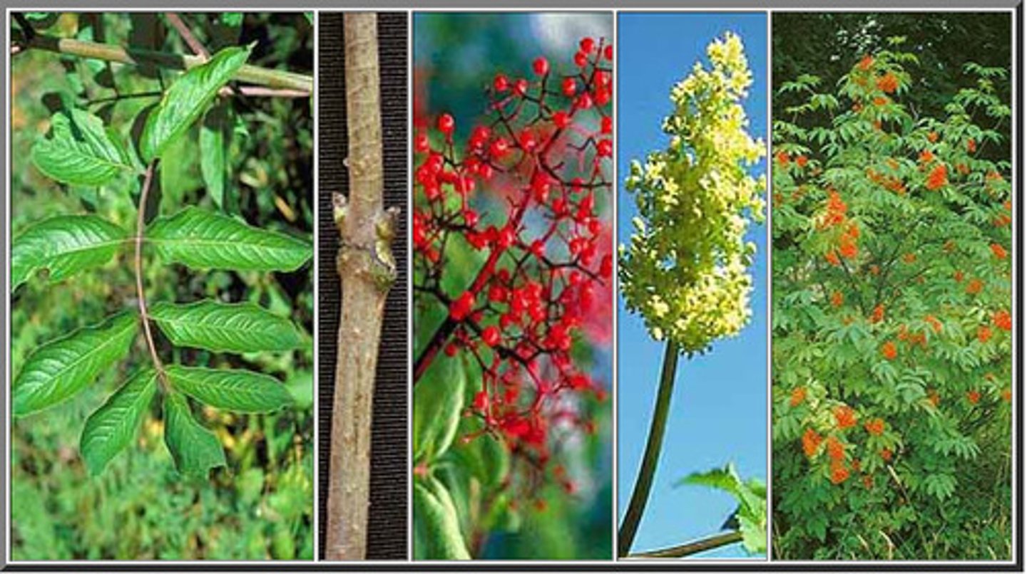<p>Lanceolate leaves with serrated margins. Waxy with a prominent midrib, and a woody stem. berries are red, and globular in large clusters. Flowers are small and white in pyramidal shapes with small, "starburst" formations.</p>