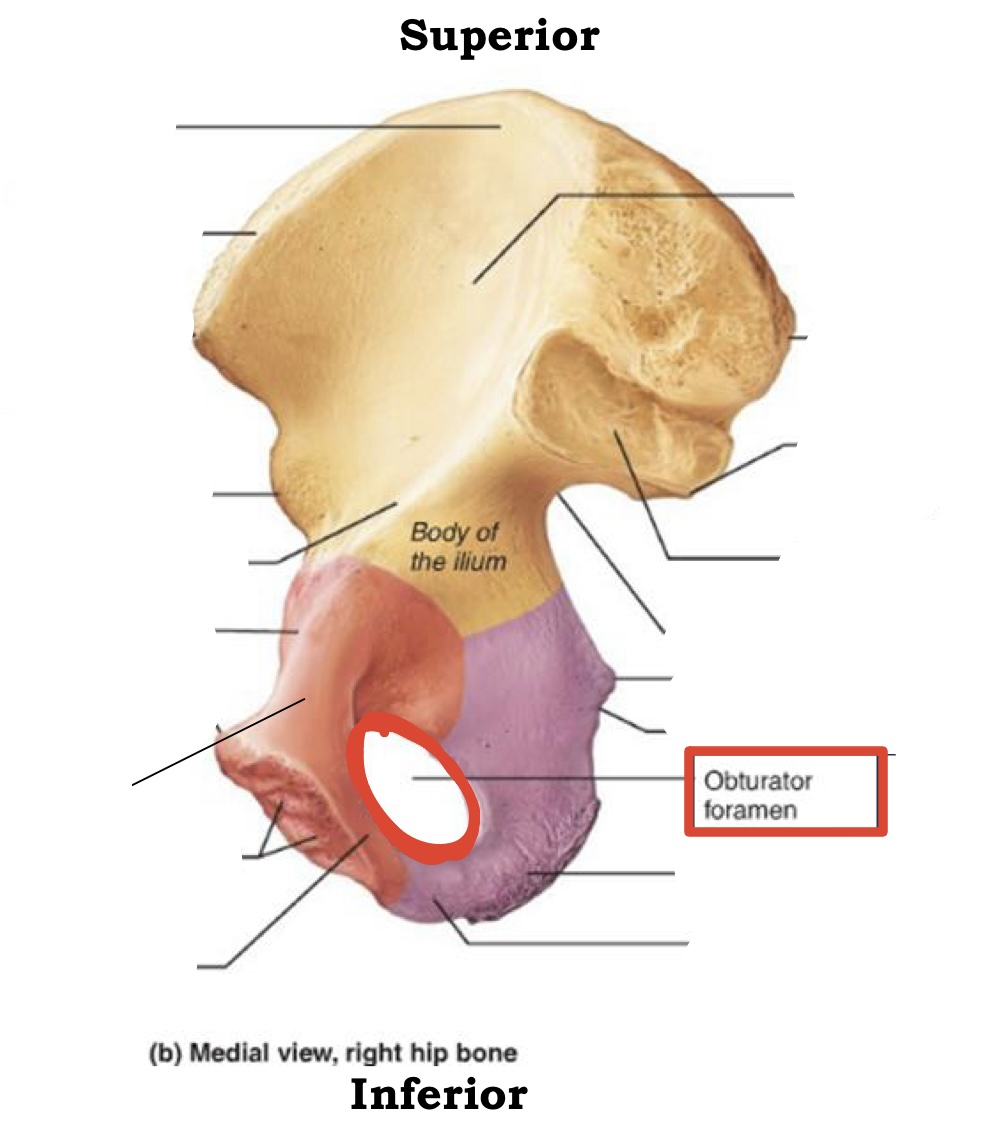 <p>These are hole in bones</p>