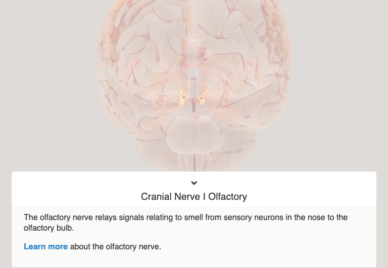 Gross NeuroAnatomy Flash Cards Flashcards Knowt