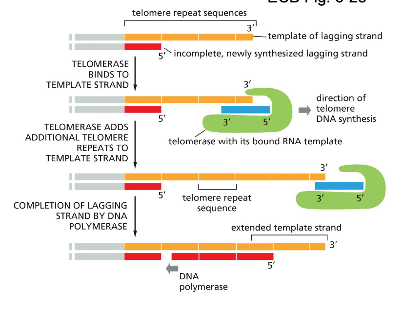 <p>Repetitve sequence is added to the 3’ end of the <u>parental strand </u>(lagging strand template)</p><ul><li><p>added by telomerase</p></li><li><p>complementary to an RNA template (telomerase RNA)</p></li><li><p>resembles reverse transcriptase</p></li><li><p><span style="color: yellow;">G-rich ends</span> (stable)</p></li></ul><p>Daughter strand will still be shorter but no important DNA information will be lost</p><p></p>