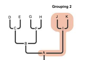 <p>paraphyletic clade</p>