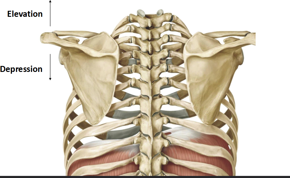 <ul><li><p>Part of the movement of the Scapula</p></li></ul><p></p>