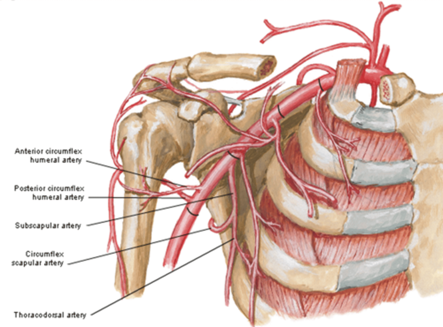 <p>curves posteriorly around lateral border of scapula and supplies muscles on dorsum of scapula</p>