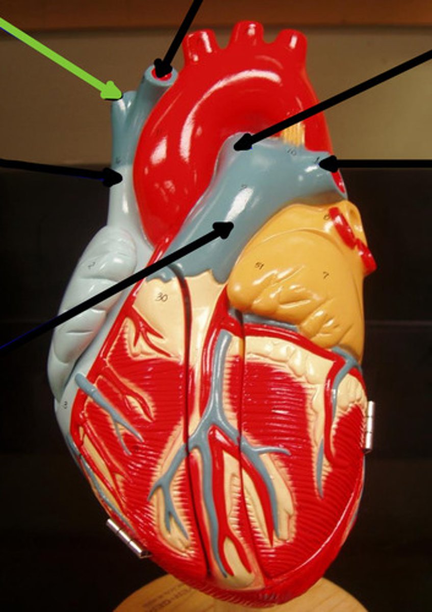 <p>Name structure and function</p>