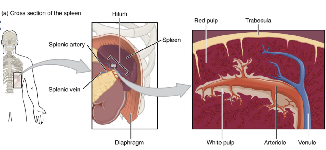 <p><strong>spleen: secondary organ</strong></p><ul><li><p>left hypochondriac </p><ul><li><p>largest single mass of lymphoid tissue</p></li></ul></li><li><p>___ pulp</p><ul><li><p>lymphocyte action</p></li></ul></li><li><p>___ pulp</p><ul><li><p>RBC removal</p></li><li><p>platelet sequestration</p></li><li><p>hemopoiesis</p></li></ul></li></ul><p></p>