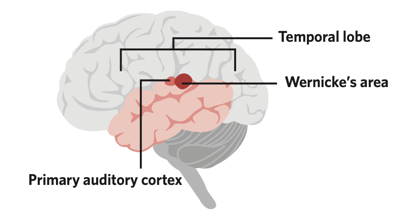 the lowest lobe of the cerebral cortex, located beneath the parietal lobe, and is composed of sensory and association areas

* composed of the primary auditory cortex and wernicke’s area
