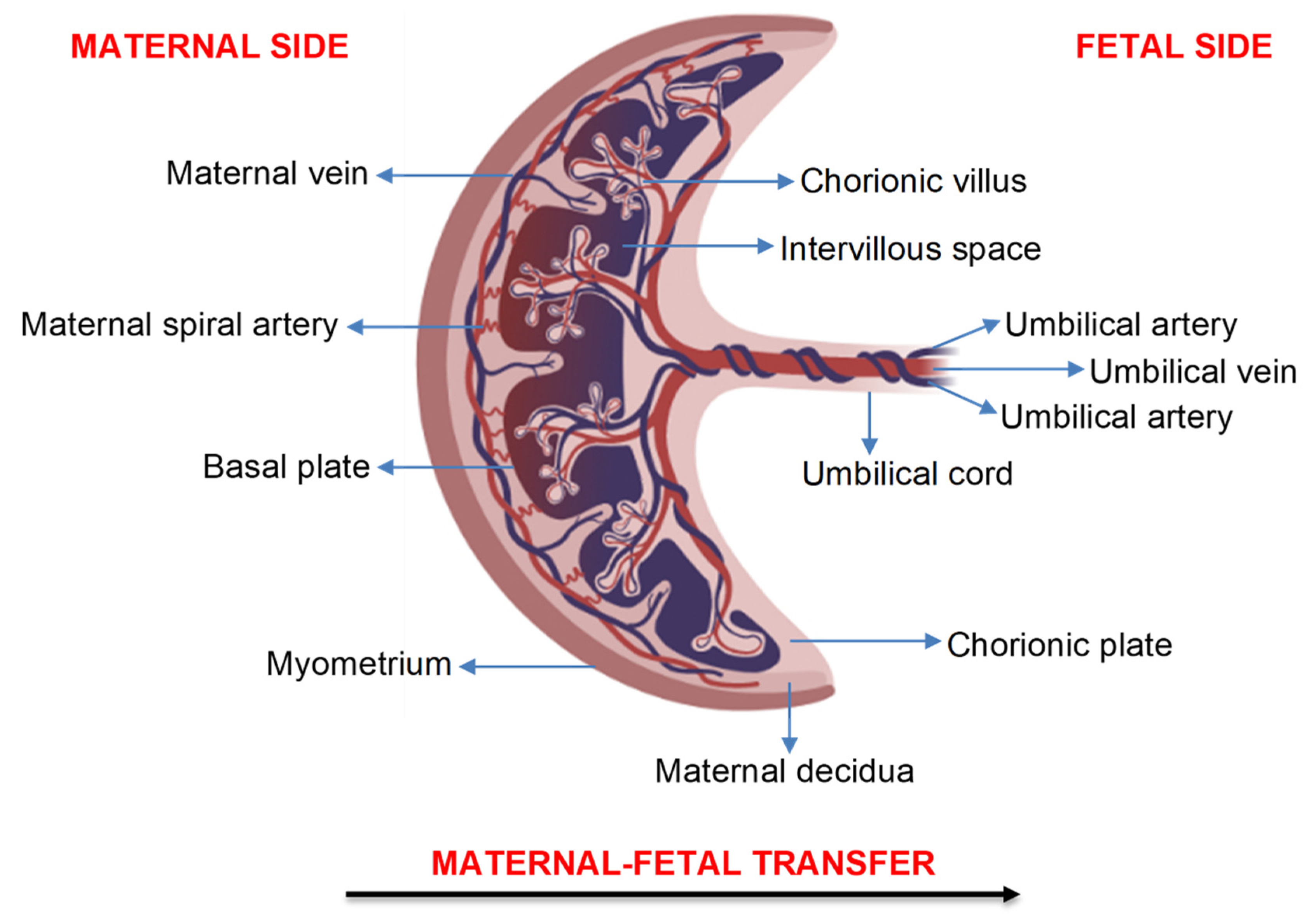 <p>both <strong>maternal</strong> and <strong>fetal</strong> components.</p>