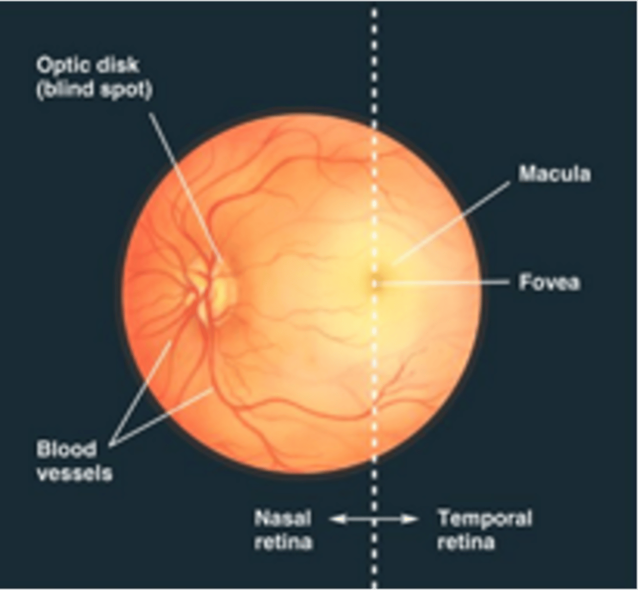<p>This image shows the eye using an ophthalmoscope</p>