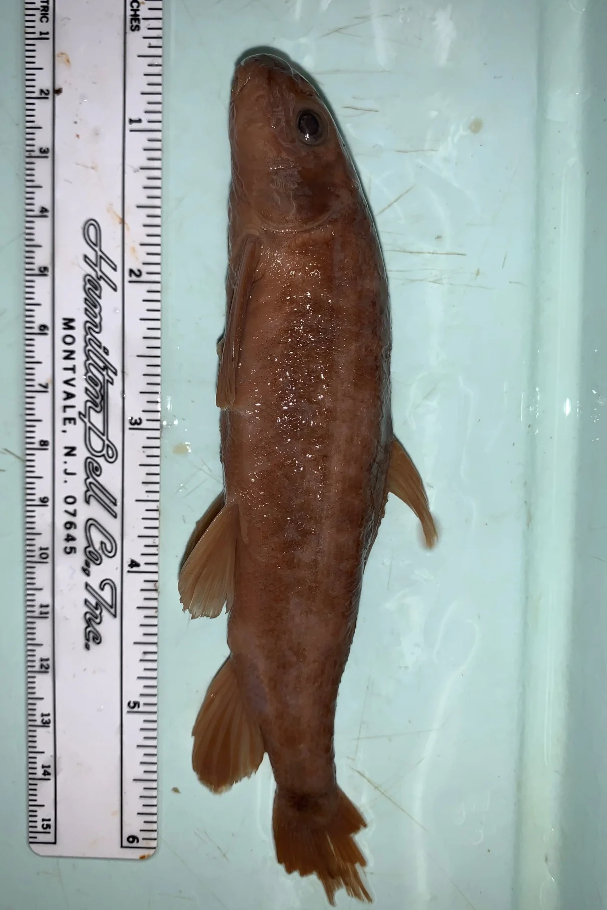 <p>What fish is this?</p>