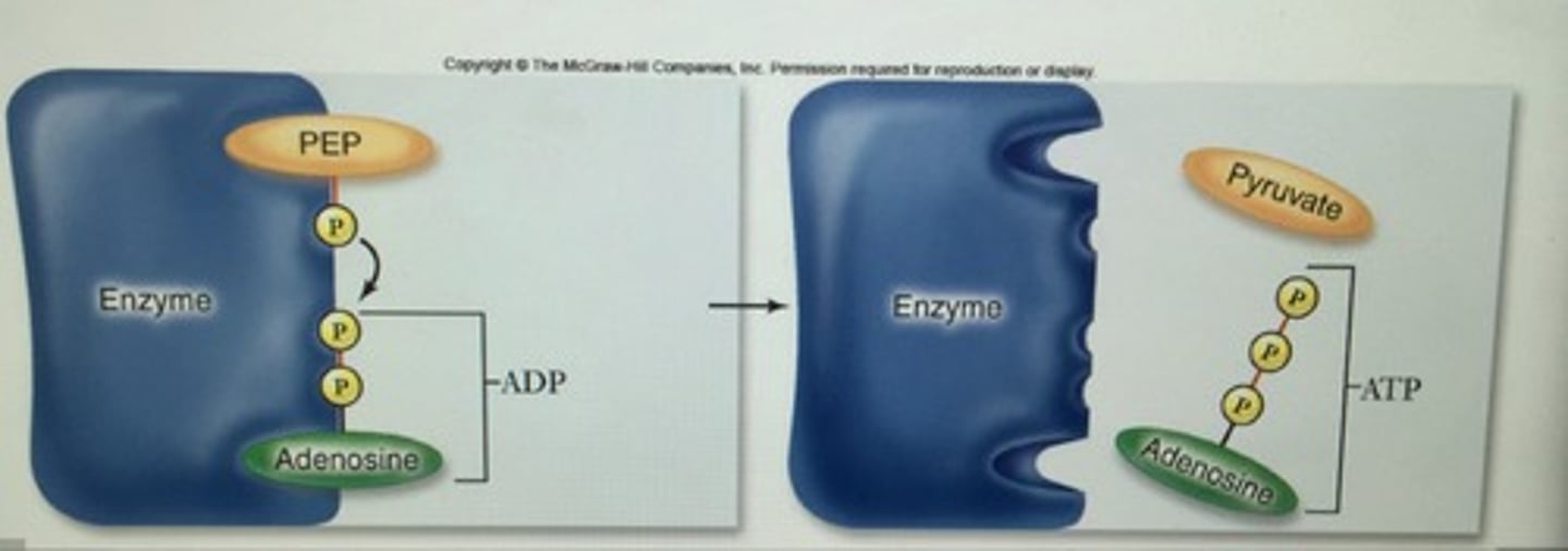<p>substrate-level phosporylation , oxidative phosphorylation</p>
