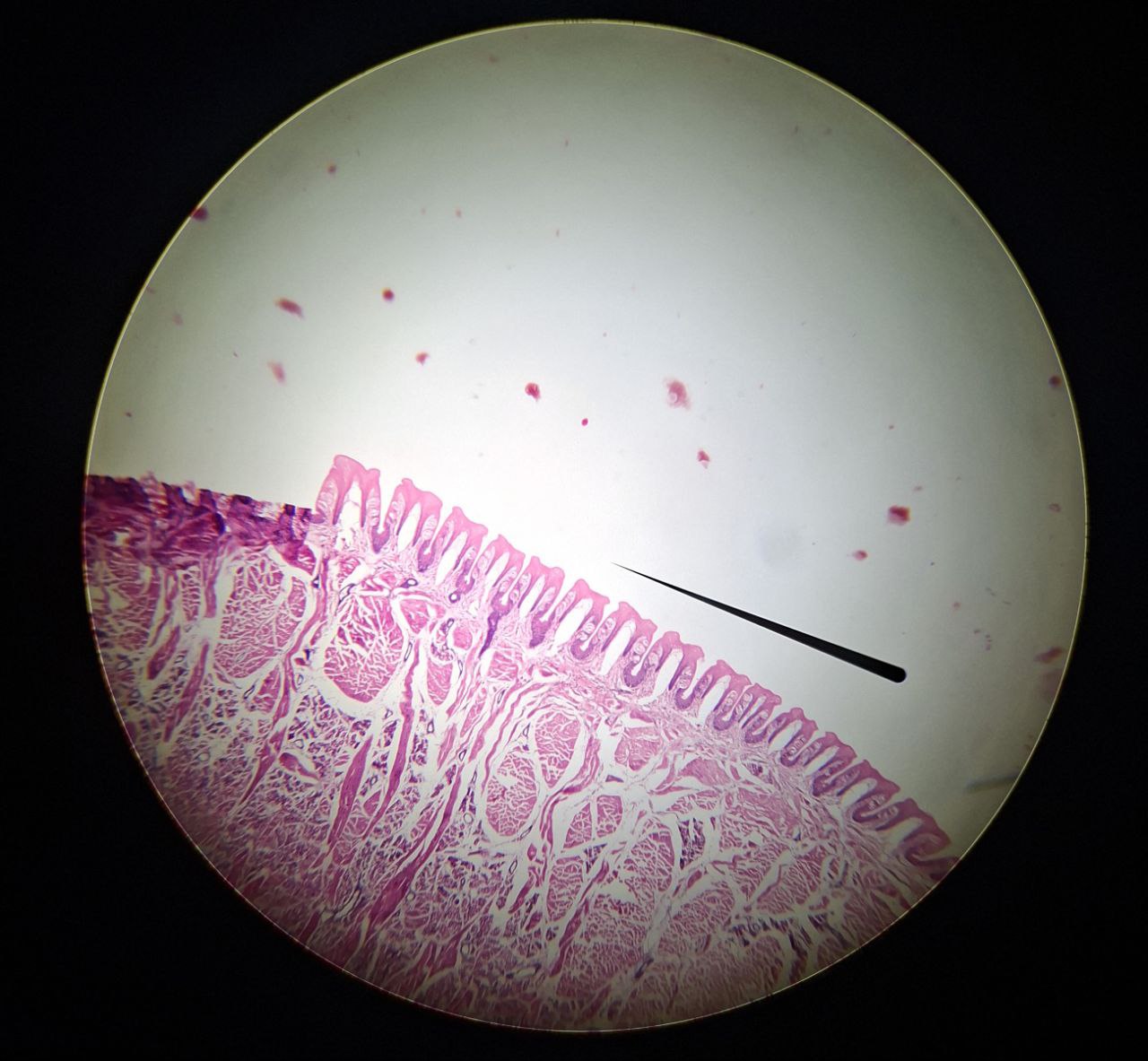 <p>Identify the tissue and mention one site</p>