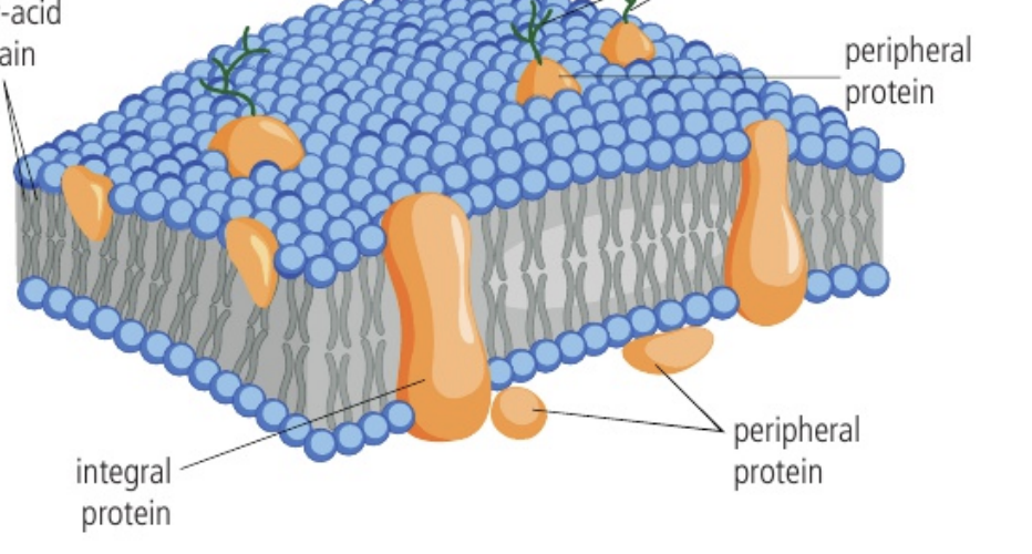 <p>peripheral proteins do not protrude into the middle hydrophobic region but remain bound to the surface on both the inner and outsides of the membrane. they are often anchored to an integral protein they act as anchoring points with the internal cytoskeleton, and work with the integral protein to relay messages and catalyze reactions.</p>