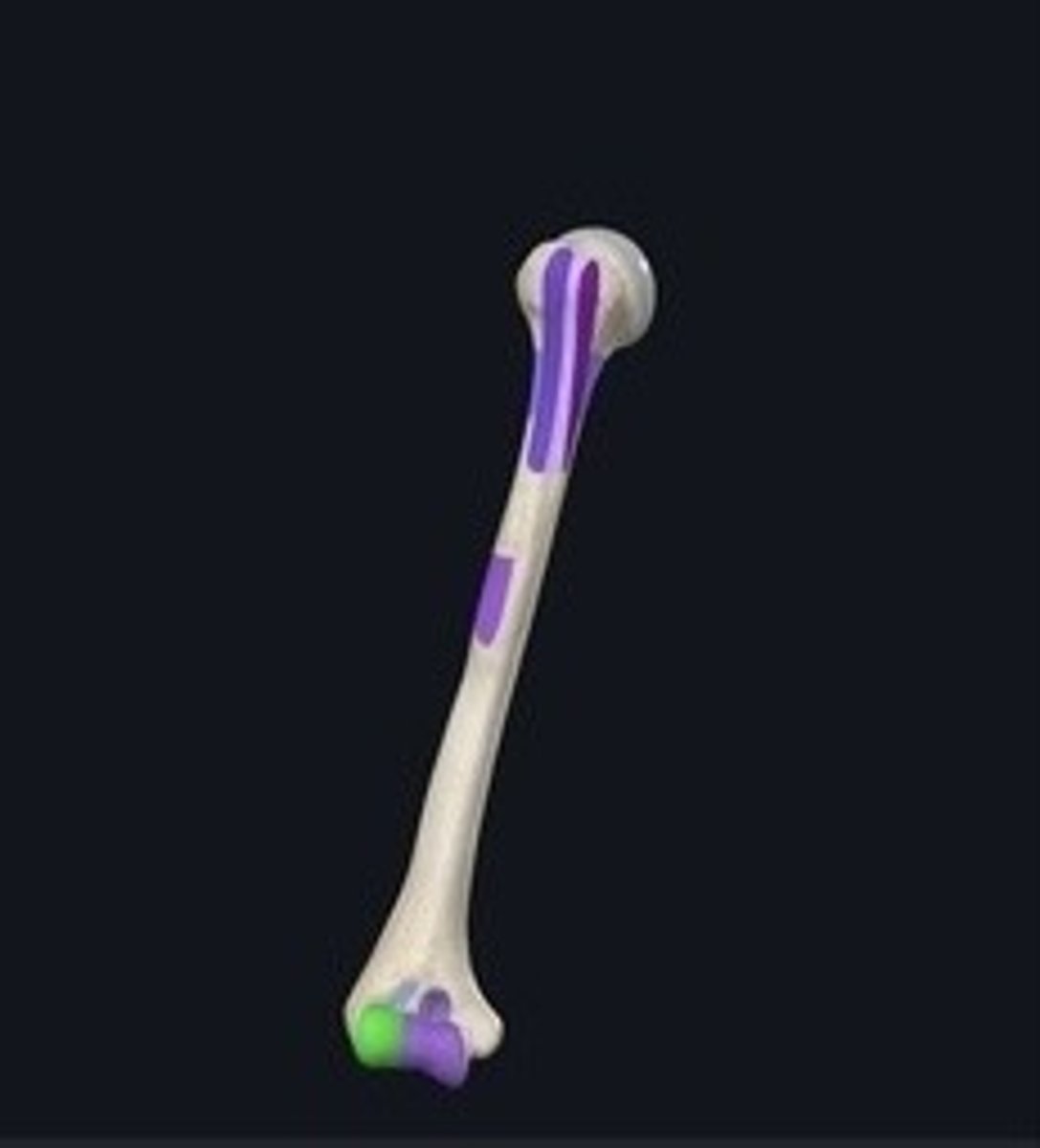 <p>Rounded end of the humerus articulating with the radius. (Green)</p>