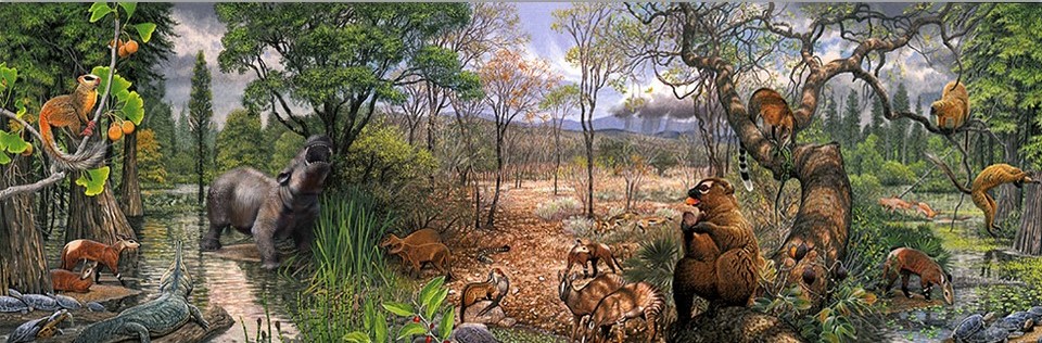 <p><strong>Where were these Eocene Fossils found?</strong></p>